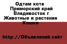 Одтам кота. - Приморский край, Владивосток г. Животные и растения » Кошки   